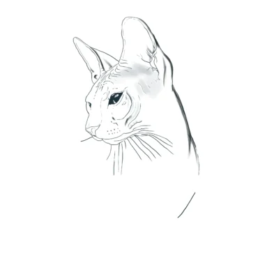 Sphinx cat portrait painting in progress