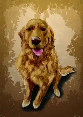 Golden Retriever kutya festmény